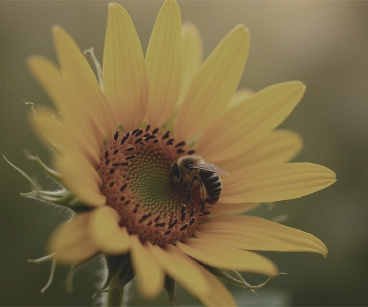 Bild på ett bi som sitter i en solros som representerar Herbox helhetstänk kring cirkulär- och hållbar produktion.